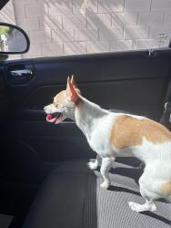 Found/Stray Female Dog last seen W Red Coach Ave and N Pioneer Way, Las Vegas, NV 89129