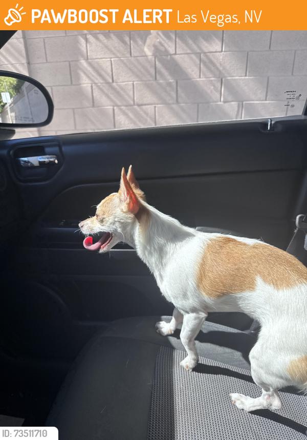 Found/Stray Female Dog last seen W Red Coach Ave and N Pioneer Way, Las Vegas, NV 89129