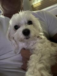 Lost Female Dog last seen La chalet and AllSpice, Boynton Beach, FL 33472