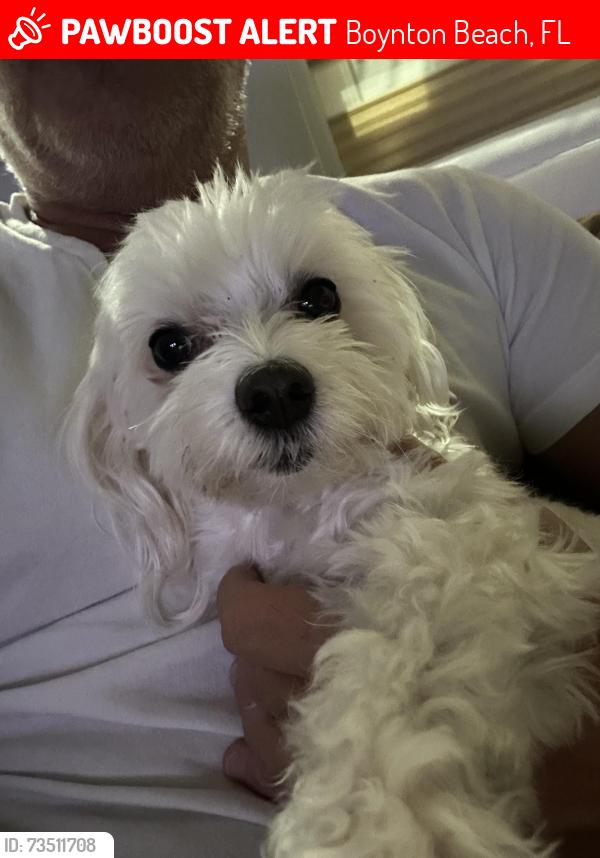 Lost Female Dog last seen La chalet and AllSpice, Boynton Beach, FL 33472