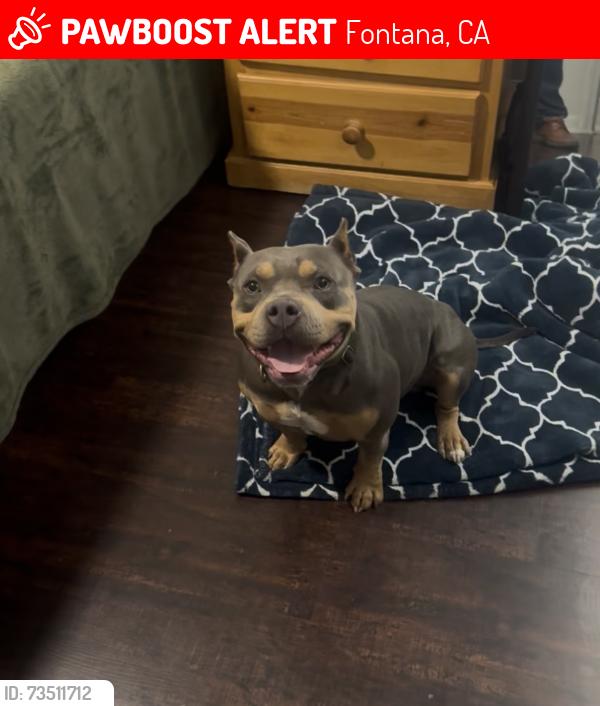 Lost Male Dog last seen Upland ave, Fontana, CA 92335
