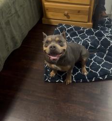 Lost Male Dog last seen Upland ave, Fontana, CA 92335