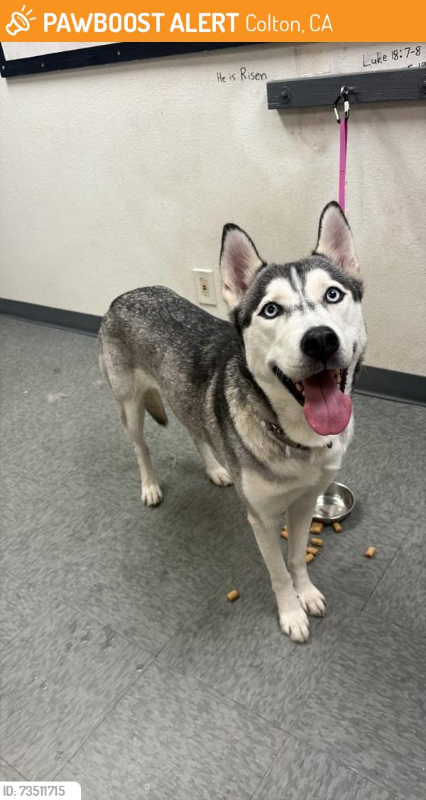 Found/Stray Female Dog last seen Mt vernon and s via lata, Colton, CA 92324