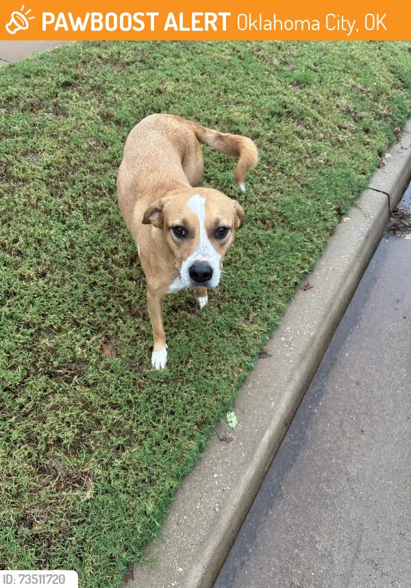 Found/Stray Male Dog last seen Brasswood Neighborhood, Oklahoma City, OK 73134