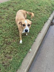 Found/Stray Male Dog last seen Brasswood Neighborhood, Oklahoma City, OK 73134