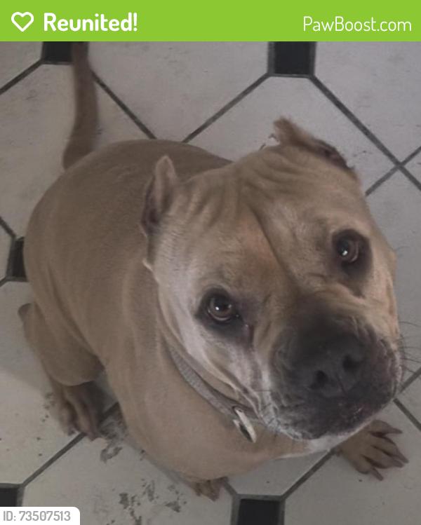 Reunited Female Dog last seen Near Valley View Ave, Whittier, CA 90604, USA, Whittier, CA 90604