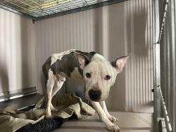 Shelter Stray Male Dog last seen Near Bristol Street, BROOKLYN, NY, 11212, 326 E 110th St, New York, NY 10029, USA