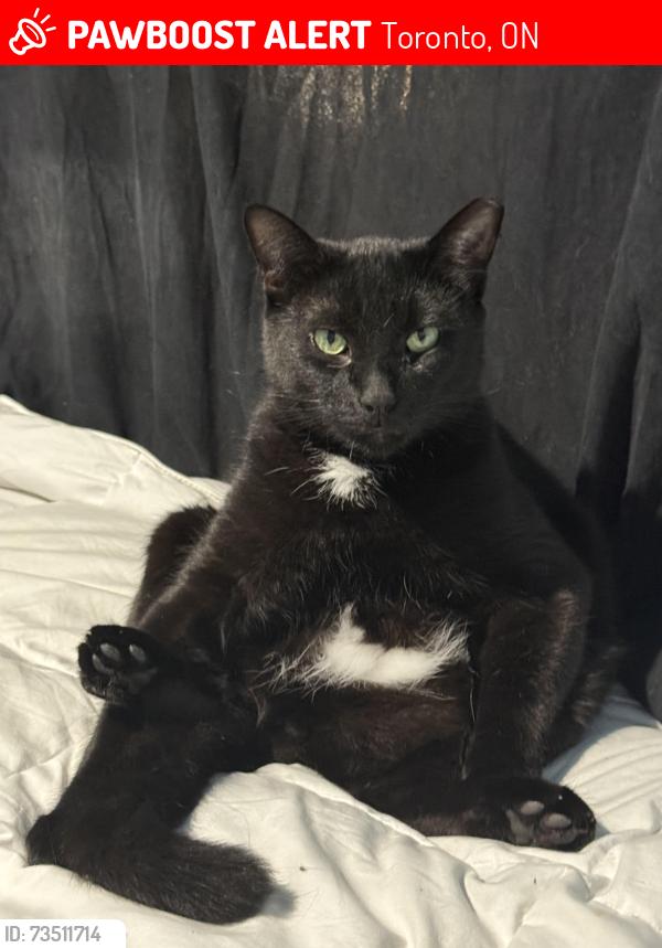 Lost Male Cat last seen Carslake crest, Toronto, ON 