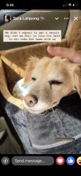 Lost Female Dog last seen Sardis lane/providencd Sardis lane/sardis road, Charlotte, NC 28270
