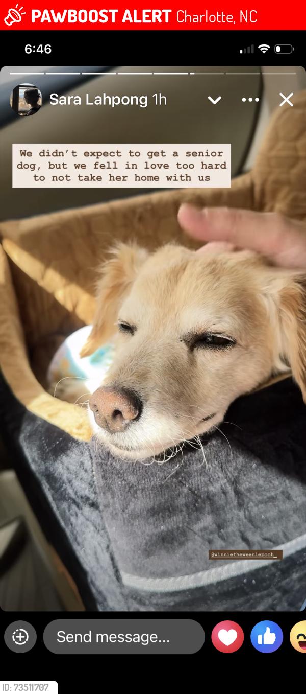 Lost Female Dog last seen Sardis lane/providencd Sardis lane/sardis road, Charlotte, NC 28270