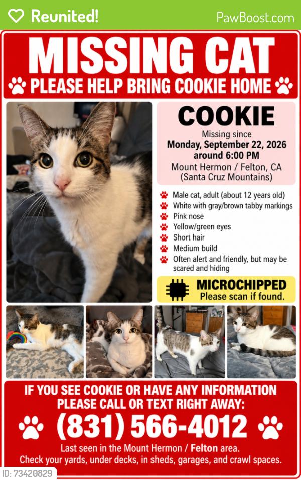 Reunited Male Cat last seen Woodwardia Ave and Lilac Ave, Felton, CA, Felton, CA 95018