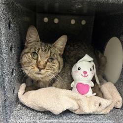Shelter Stray Female Cat last seen Near W 152nd Street, NEW YORK, NY, 10031, 326 E 110th St, New York, NY 10029, USA