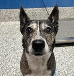 Shelter Stray Female Dog last seen Near S Lowell Boulevard, Sheridan, CO, 80110, 580 McIntyre St, Golden, CO 80401, USA