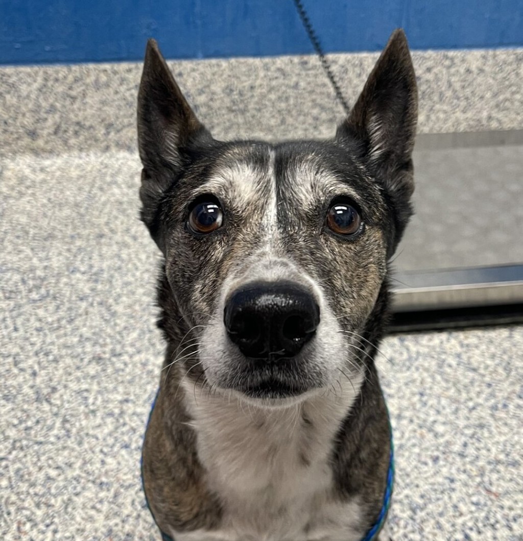 Shelter Stray Female Dog last seen Near S Lowell Boulevard, Sheridan, CO, 80110, 580 McIntyre St, Golden, CO 80401, USA