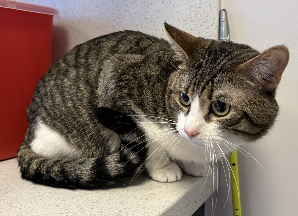 Shelter Stray Male Cat last seen Near W Bowie Drive, Magna Township, UT, 84044, 511 W 3900 S, Salt Lake City, UT 84123, USA