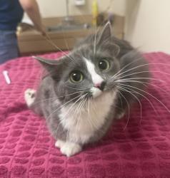 Shelter Stray Female Cat last seen Near Blackwood Common, LIVERMORE, CA, 94551, 4651 Gleason Dr, Dublin, CA 94568, USA