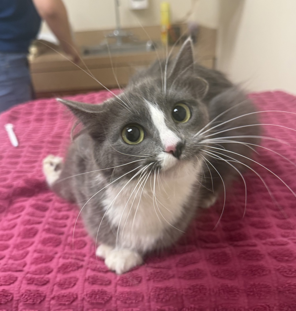 Shelter Stray Female Cat last seen Near Blackwood Common, LIVERMORE, CA, 94551, 4651 Gleason Dr, Dublin, CA 94568, USA