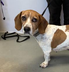 Shelter Stray Female Dog last seen Near N Oakley Street, SALT LAKE CITY, UT, 84107, 511 W 3900 S, Salt Lake City, UT 84123, USA