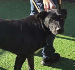 Shelter Stray Male Dog last seen NE 105th ave, PORTLAND, OR, 97220, 1700 W Historic Columbia River Hwy, Troutdale, OR 97060, USA