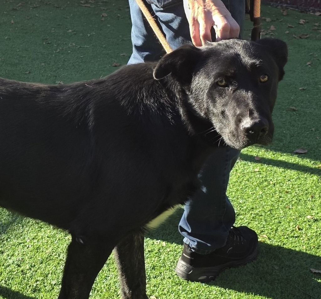 Shelter Stray Male Dog last seen NE 105th ave, PORTLAND, OR, 97220, 1700 W Historic Columbia River Hwy, Troutdale, OR 97060, USA