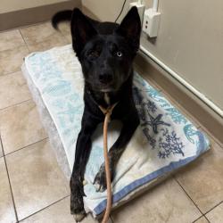 Shelter Stray Male Dog last seen MCAS, TROUTDALE, OR, 97060, 1700 W Historic Columbia River Hwy, Troutdale, OR 97060, USA