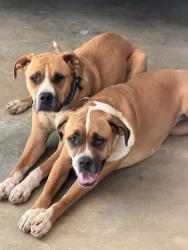 Reunited Female Dog last seen Near Lebanon Church Rd, Jefferson, GA 30549
