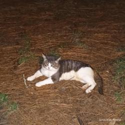 Found/Stray Male Cat last seen Hillridge Dr/Rocky Creek Rd, Macon, GA 31206