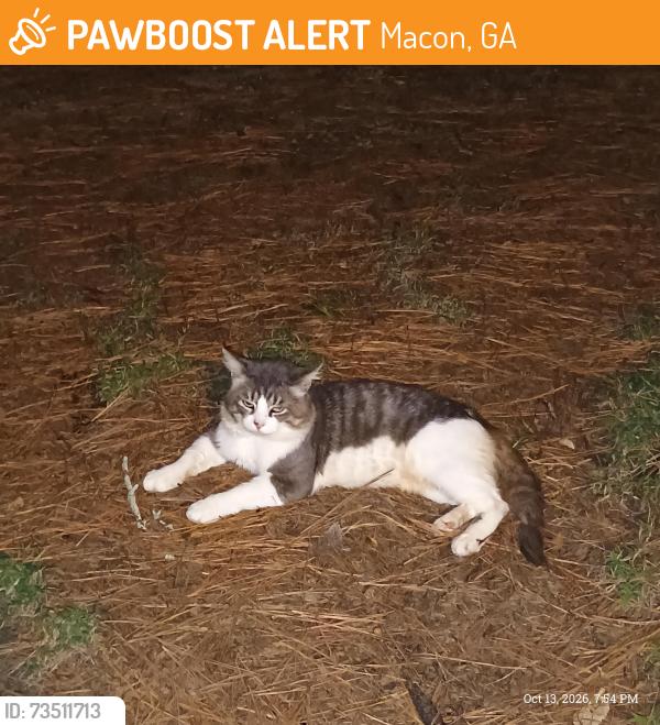 Found/Stray Male Cat last seen Hillridge Dr/Rocky Creek Rd, Macon, GA 31206