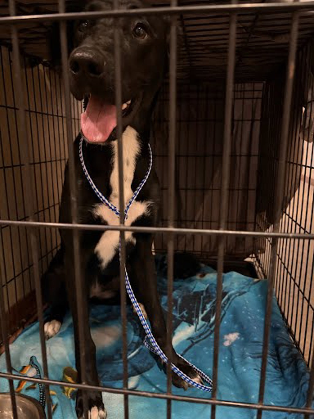 Shelter Stray Female Dog last seen Trone Circle, AUSTIN, TX, 78758, 7201 Levander Loop bldg a, Austin, TX 78702, USA