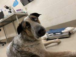 Shelter Stray Male Dog last seen Near Aus Tex Acres Lane, MANOR, TX, 78653, 7201 Levander Loop bldg a, Austin, TX 78702, USA