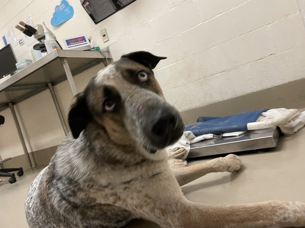 Shelter Stray Male Dog last seen Near Aus Tex Acres Lane, MANOR, TX, 78653, 7201 Levander Loop bldg a, Austin, TX 78702, USA