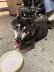 Reunited Male Dog last seen Near Terr & 65 Terr, Coral Springs, FL 33067