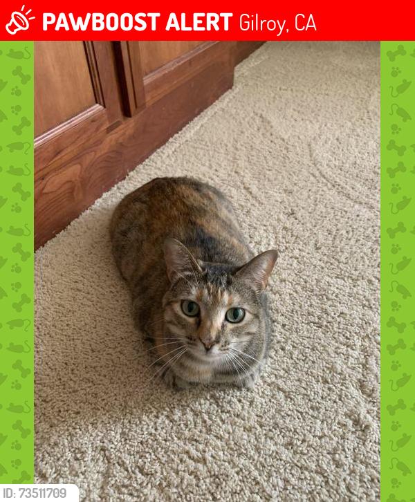 Lost Female Cat last seen Koshare St and Commanche St, Gilroy, CA 95020