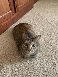 Lost Female Cat last seen Koshare St and Commanche St, Gilroy, CA 95020