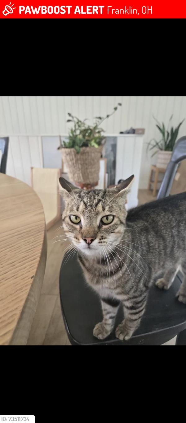 Lost Male Cat last seen Near, Franklin, OH 45005