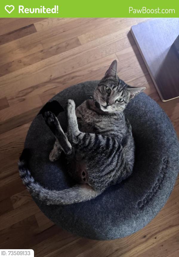 Reunited Male Cat last seen Rio Grande, Pasadena, CA 91104