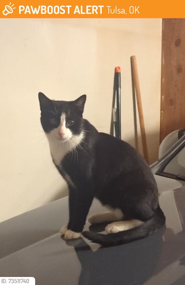 Found/Stray Male Cat last seen 51st & Sheridan, Tulsa, OK 74145