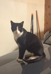 Found/Stray Male Cat last seen 51st & Sheridan, Tulsa, OK 74145