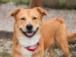 Lost Male Dog last seen Eisenhower Road and Main Street in Lansing, Kansas., Lansing, KS 66043