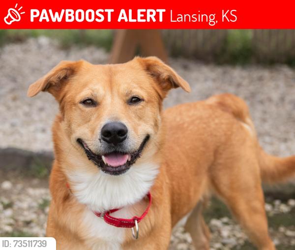 Lost Male Dog last seen Eisenhower Road and Main Street in Lansing, Kansas., Lansing, KS 66043