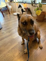 Reunited Female Dog last seen Adams Ave and 33rd Street, San Diego, CA 92116