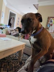 Reunited Female Dog last seen Near Field Oak Dr, Wake Forest, NC 27587, USA, Wake Forest, NC 27587