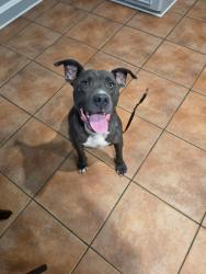 Reunited Male Dog last seen Petrosky elementary, Houston, TX 77083