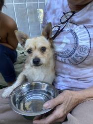 Found/Stray Male Dog last seen N Cedar St & Centinela Av, Inglewood, CA 90302