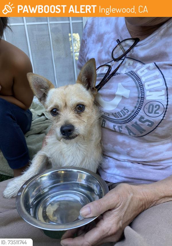 Found/Stray Male Dog last seen N Cedar St & Centinela Av, Inglewood, CA 90302