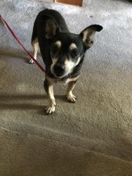 Reunited Male Dog last seen Mason and saticoy, Los Angeles, CA 91306