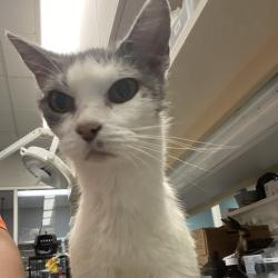 Shelter Stray Female Cat last seen , 6621 Westminster Ave, Garden Grove, CA 92844, USA