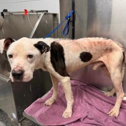 Shelter Stray Male Dog last seen , 244 Georgetown Rd, Jacksonville, NC 28540, USA