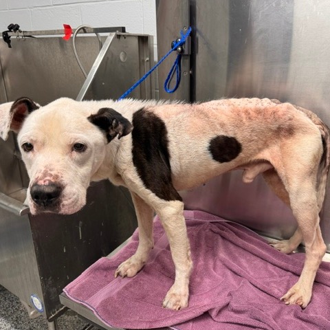 Shelter Stray Male Dog last seen , 244 Georgetown Rd, Jacksonville, NC 28540, USA
