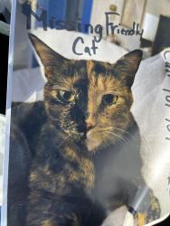 Lost Female Cat last seen US1 and Fork rd, Stuart, FL 34994